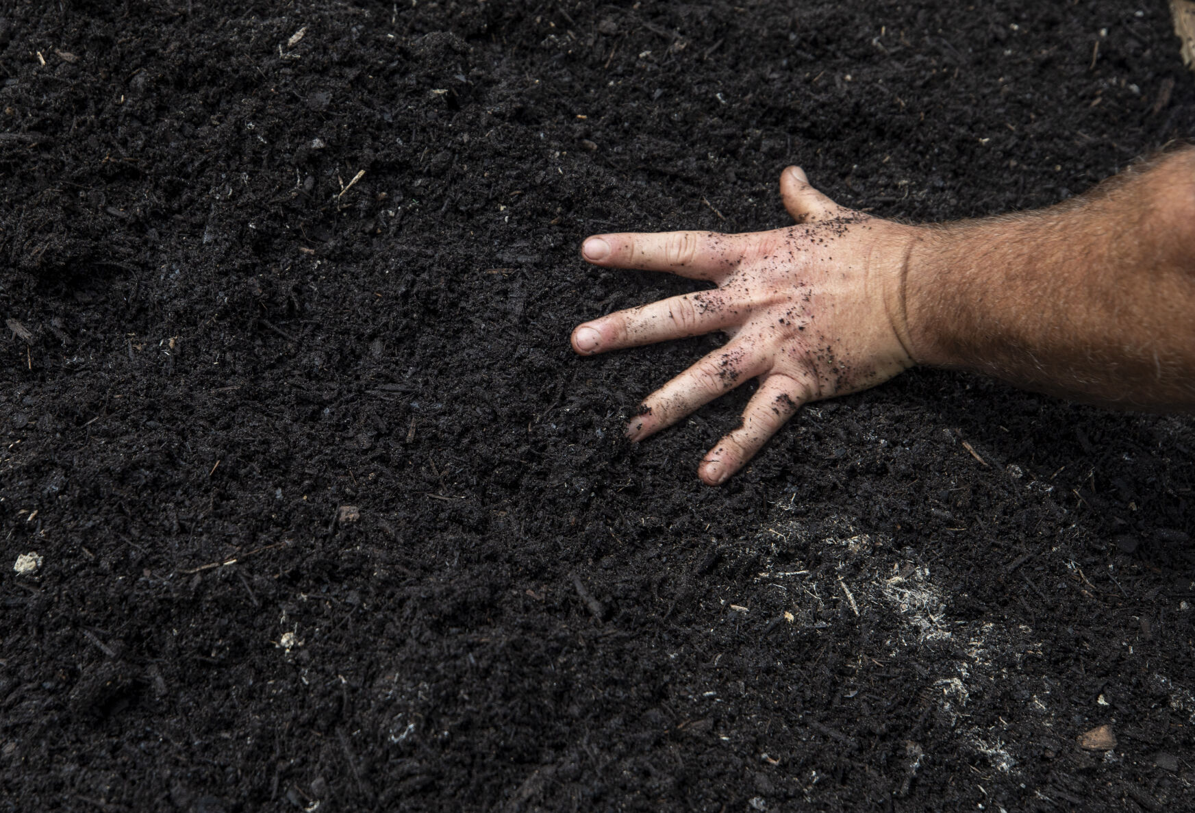 Herb Growing Green Hand Spreading Soil.JPG